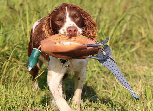 There's a reason you don't see many Springers doing hunt tests and field trials. Most of them are born with the instinct to quarter within gun range and retrieve. This is not a desirable trait when you are wanting to do things that require him to be incredibly sensitive to the handler, like blind work. Their instincts tell them that they need to quarter the field to find the birds. Running in a straight line and waiting for you to help them find the bird never crossed their mind. In their brain, the whole reason you have them is to find the bird. They don't need your help to do their job. If you just let them do what comes naturally, they will get you the bird. I'm not saying it can't be done, but there's a reason why Springer people have their own trials. I love working with Springers, because there is nothing more beautiful than watching a well bred Springer quarter a field looking for a bird. Many of them also have fun and resilient personalities and they usually love to work. They are not my chosen breed when I am looking to do hunt tests, but I would hunt over a good one for Pheasant any day of the week. 